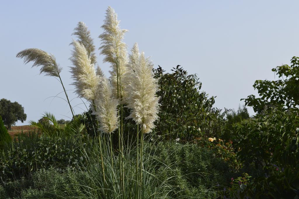 נוצ'י Bed & Breakfast Villa Lavanda חדר תמונה